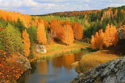 Золотая осень в Санкт-Петербурге, Россия Стоковое Фото - изображение  насчитывающей ноябрь, пуща: 126010124