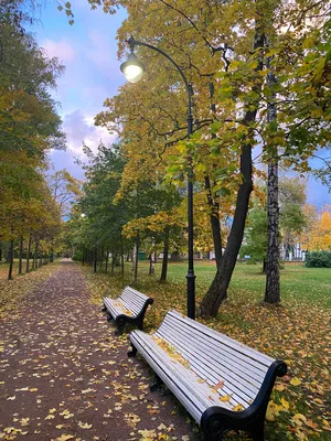 Золотая осень в Ботаническом саду | ОБЩЕСТВО | АиФ Санкт-Петербург