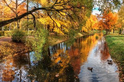 Санкт-Петербург - Золотая осень в парках Петербурга🍂 | Facebook