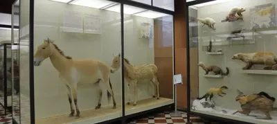 Зоологический музей МГУ, Москва – Афиша-Выставки