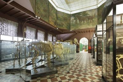Зоологический музей - Мамонты и мамонтовая фауна