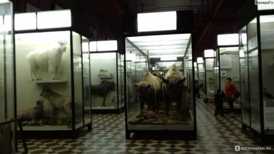 Зоологический музей МГУ - MoscoWalk.ru - Прогулки по Москве
