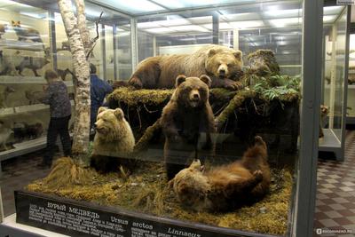 Зоологический музей в Санкт-Петербурге - режим работы, стоимость билетов  2023, льготы, адрес, как добраться, история, экспонаты, фото