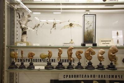 Зоологический музей, Санкт-Петербург - «Зоологический музей Санкт-Петербурга  - кладбище животных, зрелище не для слабонервных. Как посетить БЕСПЛАТНО и  стоит ли?» | отзывы