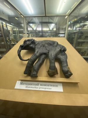 Зоологический музей в Санкт-Петербурге. Палеонтология