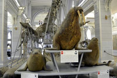 Потрясающий музей — отзыв о Зоологическом музее РАН