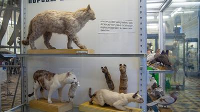 Зоологический музей в Санкт-Петербурге: как добраться, история, фото