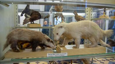 Зоологический музей в Санкт-Петербурге. Похож ли он на музей естественной  истории в Нью-Йорке? | Вокруг Да около | Дзен