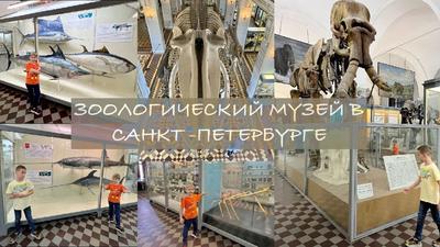 Зоологический музей Российской академии наук