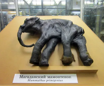 Зоологический музей РАН в Санкт-Петербурге: от бабочек до мамонтов