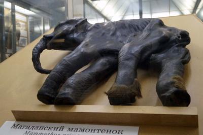Зоологический музей, Санкт-Петербург - «Огромный скелет кита, сохранившиеся  до наших времен мамонты, огромная коллекция млекопитающих, птиц, рыб и пр.  - это все здесь, в зоологическом музее! Добро пожаловать!» | отзывы