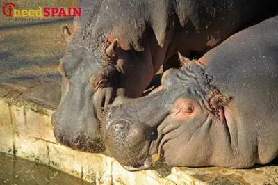Барселонский зоопарк – Барселона – Испания