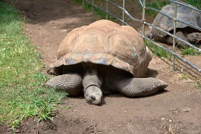 ZOO Barcelona. Зоопарк Барселоны. Что нового в 2022 году. Цены на вход. |  Tu amiga Maria | Дзен