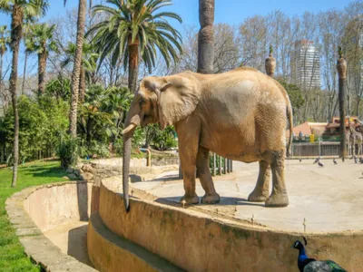Зоопарк Барселоны: история, животные зоопарка, адрес и фото