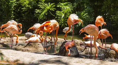 ZOO Barcelona. Зоопарк Барселоны. Что нового в 2022 году. Цены на вход. |  Tu amiga Maria | Дзен