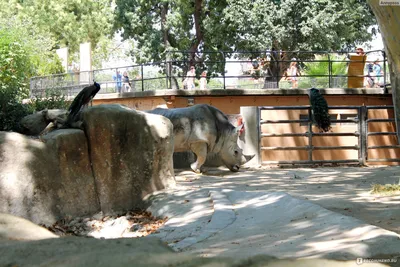 Costa-Brava travel blog: Зоопарк Барселоны (Zoo de Barcelona)