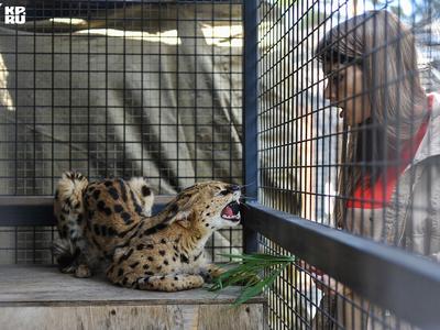 На зверей разрешат смотреть по вечерам: челябинский зоопарк с 15 апреля  станут закрывать на два часа позже - KP.RU