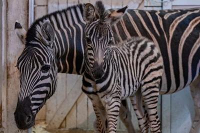 В челябинском зоопарке родилась пушистая зебра | ОБЩЕСТВО | АиФ Челябинск
