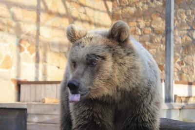 Отзыв о Зоопарк Челябинска (Россия, Челябинск) | Это просто чудеснейший  зоопарк! А какие вольеры для тигров и медведей! Восторг!