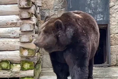 Посетитель челябинского зоопарка накормил медведей и сбежал | ОБЩЕСТВО |  АиФ Челябинск