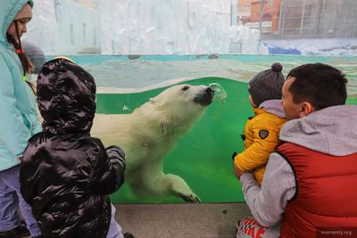 Животные зоопарка в Екатеринбурге