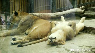 В зоопарке Екатеринбурга появились вольеры в современных европейских трендах