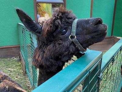 В екатеринбургский зоопарк привезли серебристо-черного лиса - Российская  газета