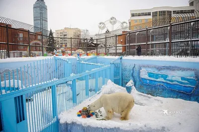 Переезд пока не обсуждается: зоопарк Екатеринбурга ищет деньги на новые  вольеры для белых медведей и тигров - KP.RU