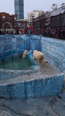 В Екатеринбурге открыли зоопарк с уникальными животными