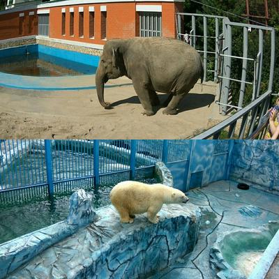 Прости нас, Умка…\" В Екатеринбургском зоопарке скончался белый медведь. Он  проглотил мячик, брошенный посетителем