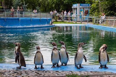 Пингвины зоопарка «Роев ручей» отмечают годовщину переезда в Красноярск -  Сибновости