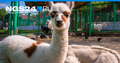 Красноярский зоопарк «Роев ручей» благодаря нефтяникам получил годовой  запас корма для фламинго - Gornovosti.Ru