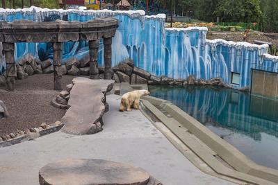 Зоопарк «Роев ручей» в Красноярске эвакуируют третий раз за месяц