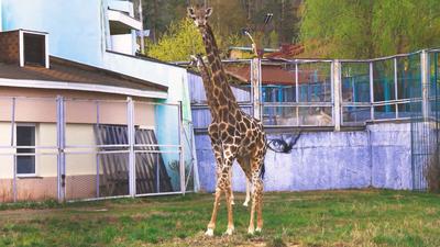 Тайный зоопарк в Красноярске | Крестики на карте | Дзен