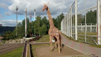 Один день в Красноярске/Зоопарк/ Парк Роев Ручей #красноярск - YouTube