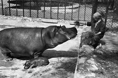 Животные, привезенные в Московский зоопарк - Агентство городских новостей « Москва» - информационное агентство