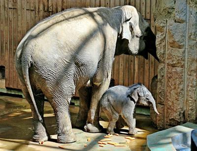 Как развлекаются животные в Московском зоопарке в новогодние праздники -  KP.RU