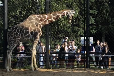 Фотки из Московского зоопарка