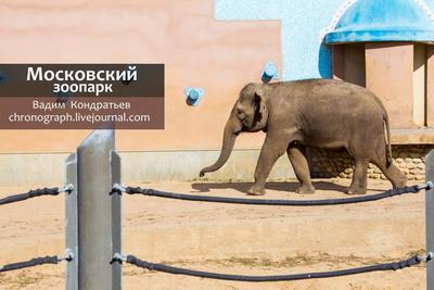 Москвастобой - Обзорная экскурсия по Московскому зоопарку - YouTube