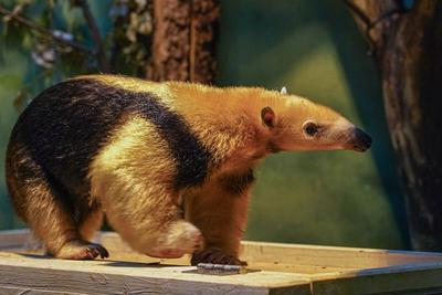 Самые милые животные Московского зоопарка | Фото | Общество | Аргументы и  Факты