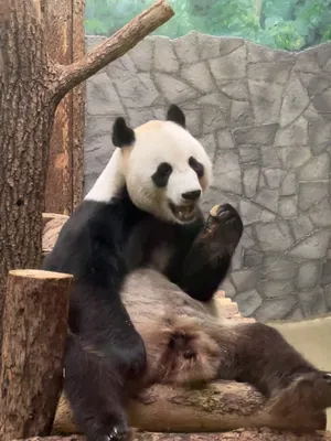 Из Китая с любовью: в Московском зоопарке поселились две больших панды