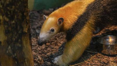 В Московском зоопарке появятся новые виды животных: появится муравьед,  какие родились детеныши - 6 апреля 2023 - МСК1.ру