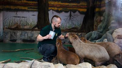 Животные в Московском зоопарке начали скучать по людям | Пикабу