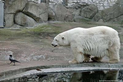 Московский зоопарк/Moscow Zoo - 2 октября стартовали занятия в  биологическом кружке «Манулята». Самые юные гости зоопарка начали  знакомство с удивительным миром науки. Впереди их ждет множество  интереснейших лекций, практических занятий, наблюдений за