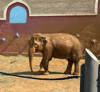 Московский зоопарк/Moscow Zoo - Африканский день в Московском зоопарке 18  августа в Московском зоопарке пройдет грандиозный праздник в честь приезда  бегемота. Карликовые бегемоты живут в природе в Западной Африке. Поэтому  Московский зоопарк