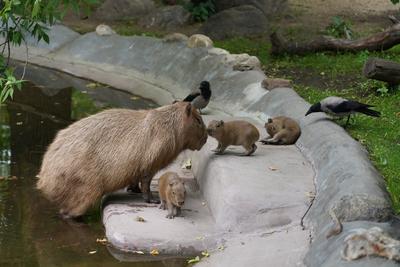 Изоляция Московского зоопарка в фотографиях | Новости | Advertology.Ru