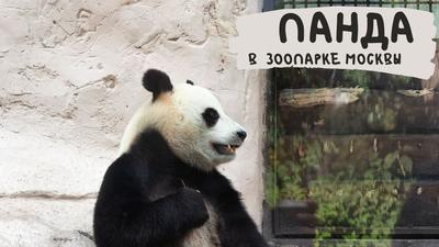 Московский зоопарк приглашает детей на бесплатные занятия