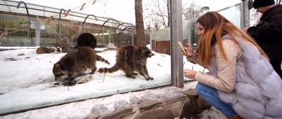 В Московском зоопарке обновили экспозицию \"Кошачий ряд\" | Пикабу