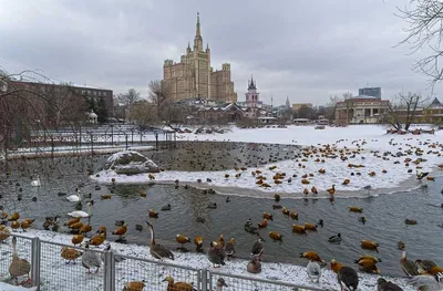 В Москву всей семьей: Московский зоопарк + ВДНХ (из г. Тверь) - НТК Глобус