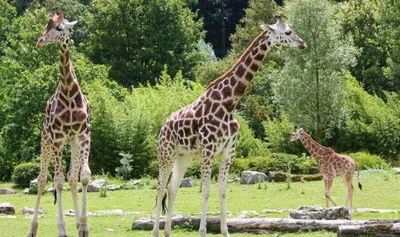 Зоопарк в Германии фото фотографии